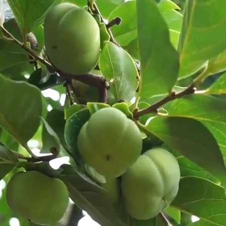 富硒柿子