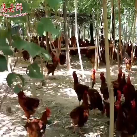 富硒散养鸡