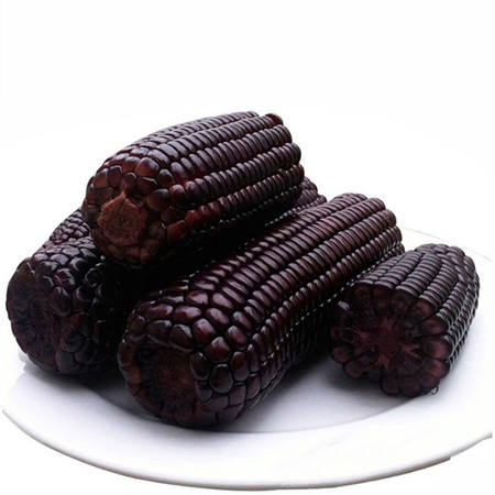 东北黑糯玉米穗 10棒/箱