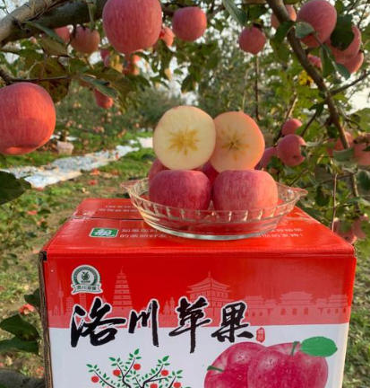 洛川苹果